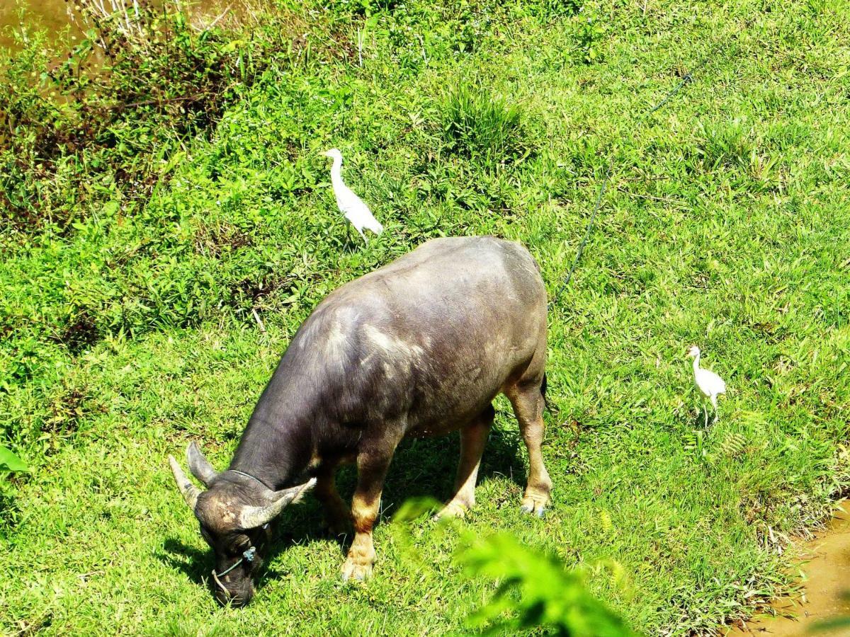 Toraja Torsina Hotel Rantepao Dış mekan fotoğraf